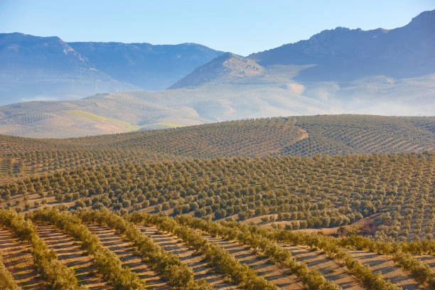 Yellow brown fields with mountains in the distance